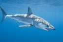 shortfin-mako-shark-026.jpg