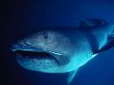 megamouth shark