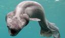 frilled shark