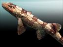 whitespotted bamboo shark